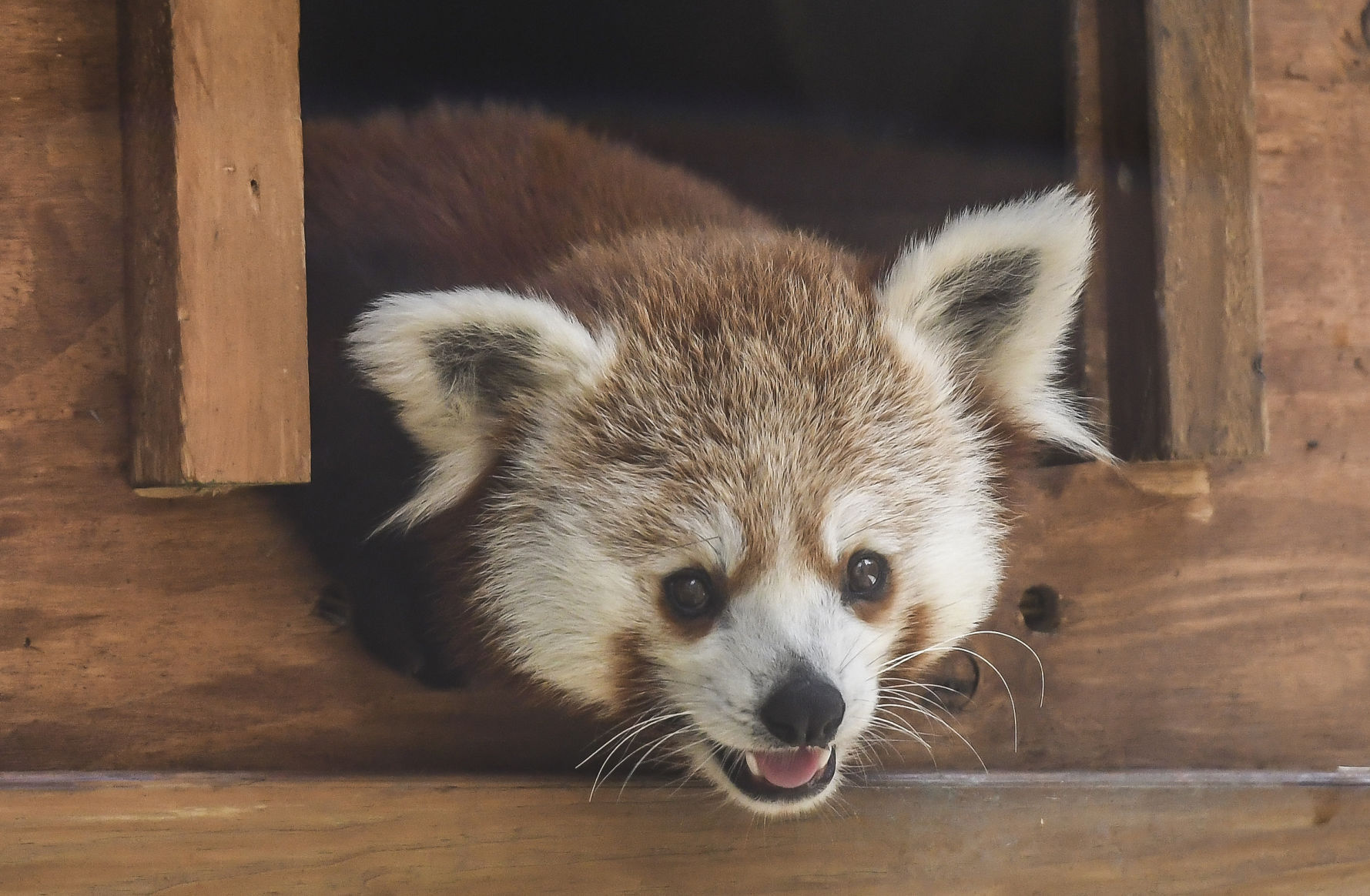 2017: Scovill Zoo Animals